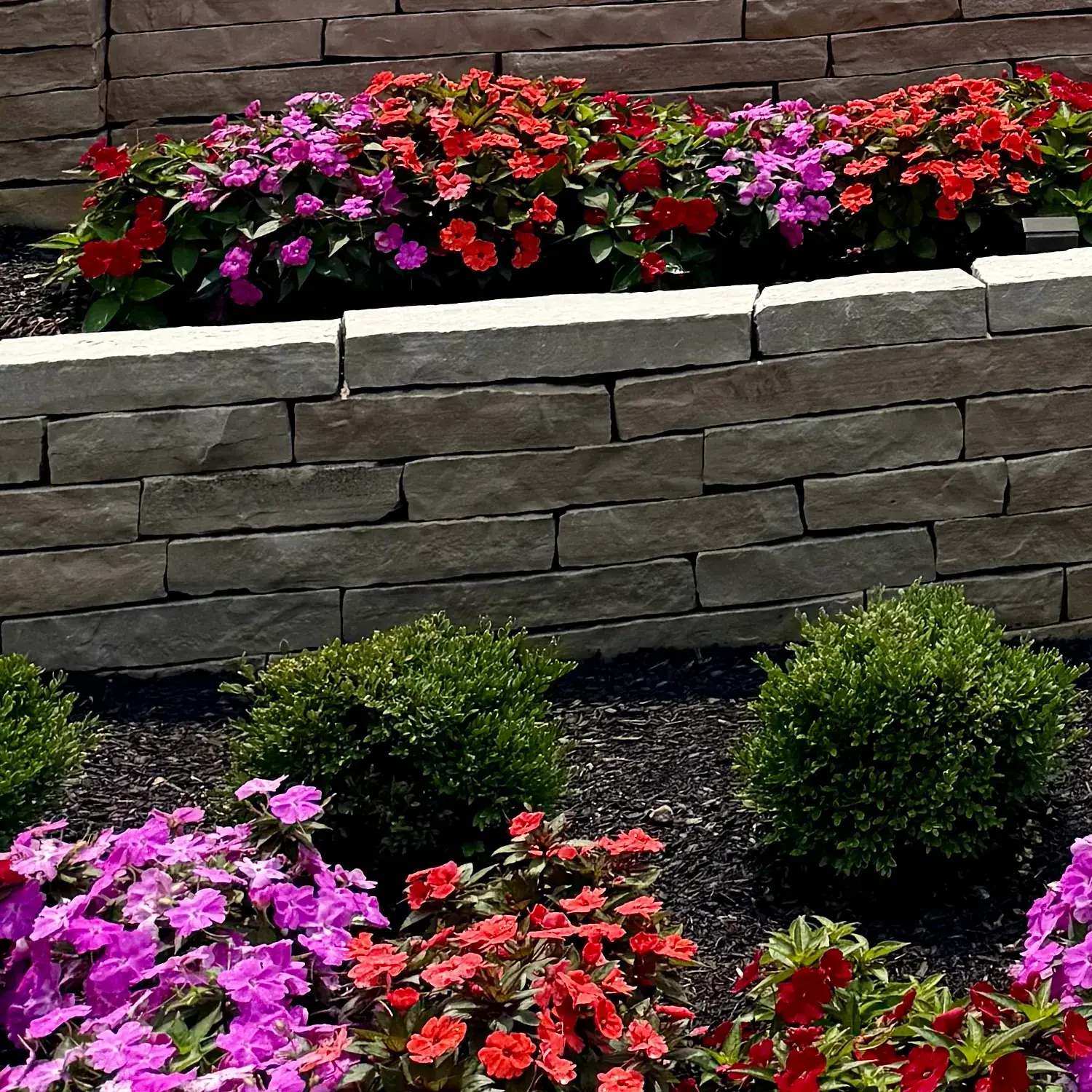 Curving two-tier cut stone wall planted with red, pink and purple impatiens above clipped boxwoods, with limelight hydrangeas behind, at an apartment community entrance