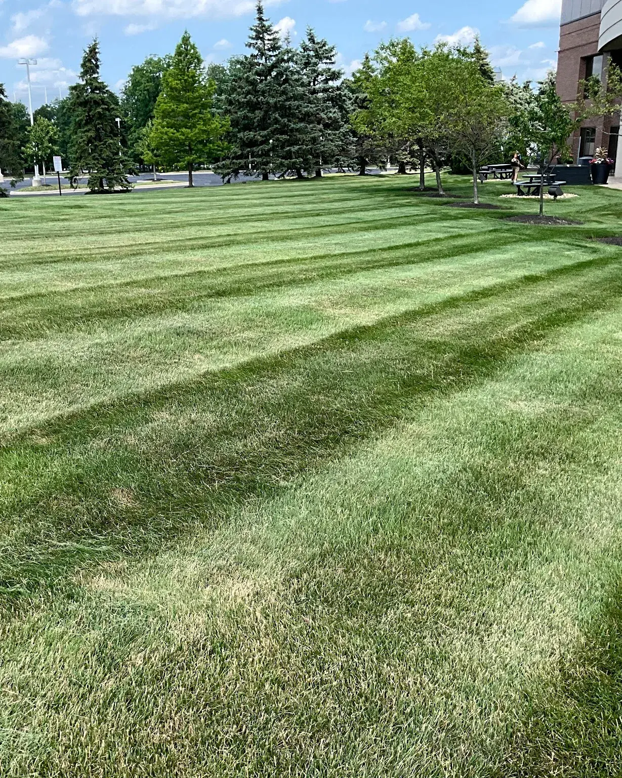 Bold diagonal mowing stripes across the lawn of a corporate campus, framed by evergreens and shade trees