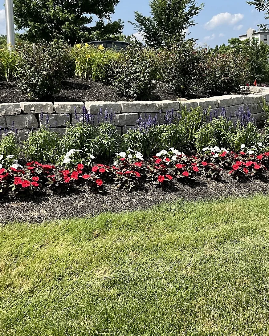 Landscaped island at a commercial property with a stone retaining wall, mixed perennials and a border of red and white begonias over fresh mulch