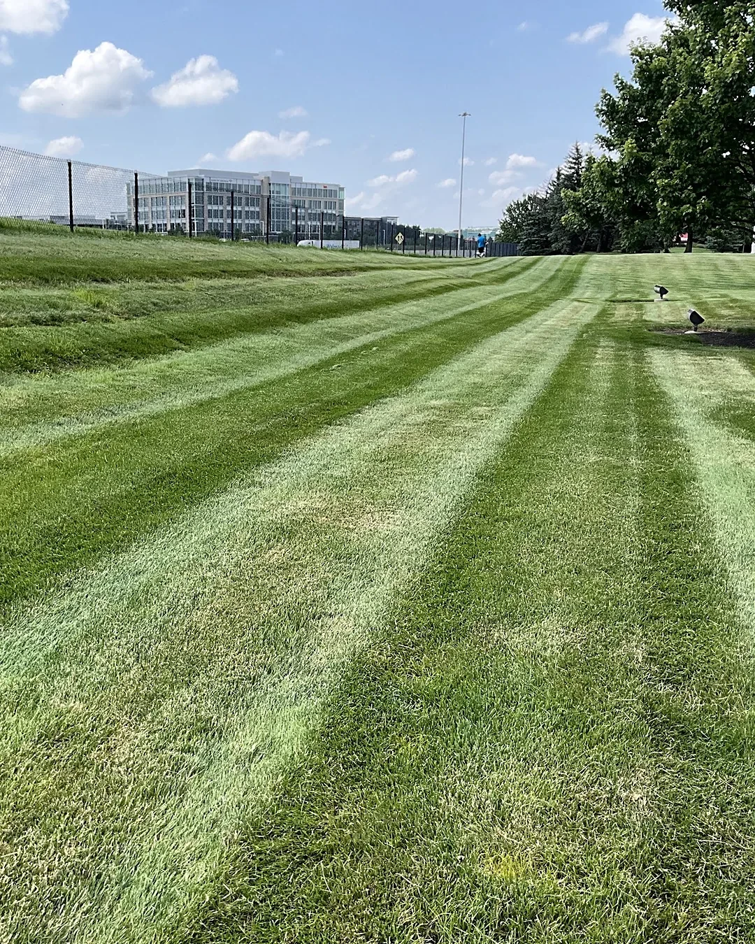 Bold mowing stripes across a well kept lawn at a corporate office campus with a glass office building in the distance